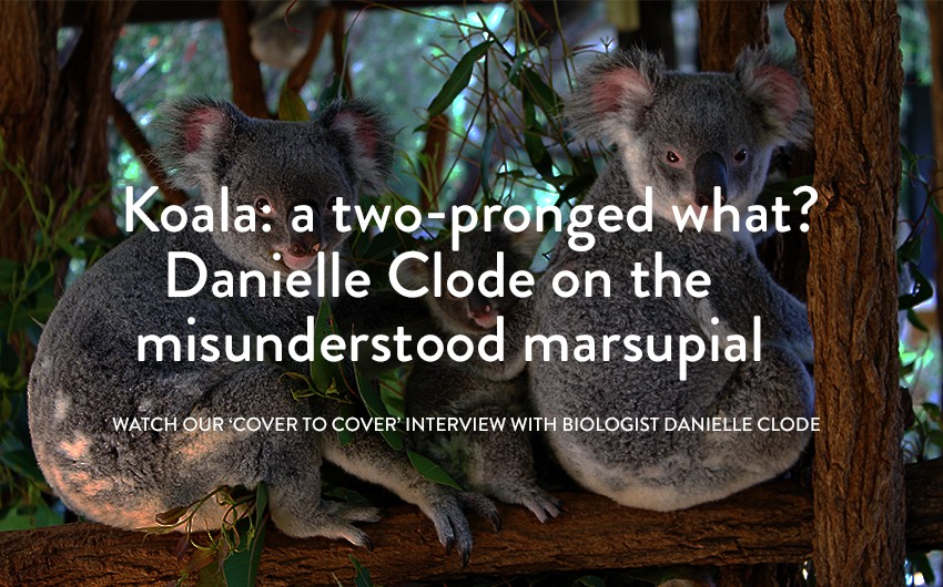 Koala: Watch our 'Cover to Cover' interview with Danielle Clode 