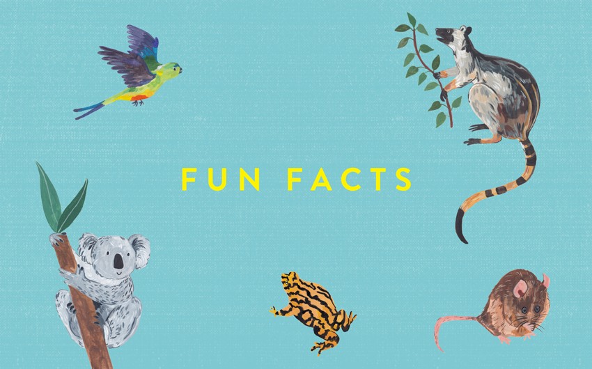 Fun Facts: Ninja Bandicoots and Turbo-Charged Wombats