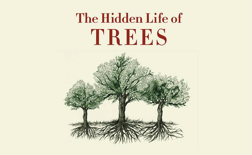 Read an extract from The Hidden Life of Trees