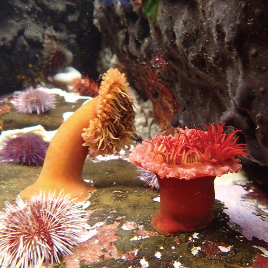 Image of the ocean floor with a large red octopus in the centre